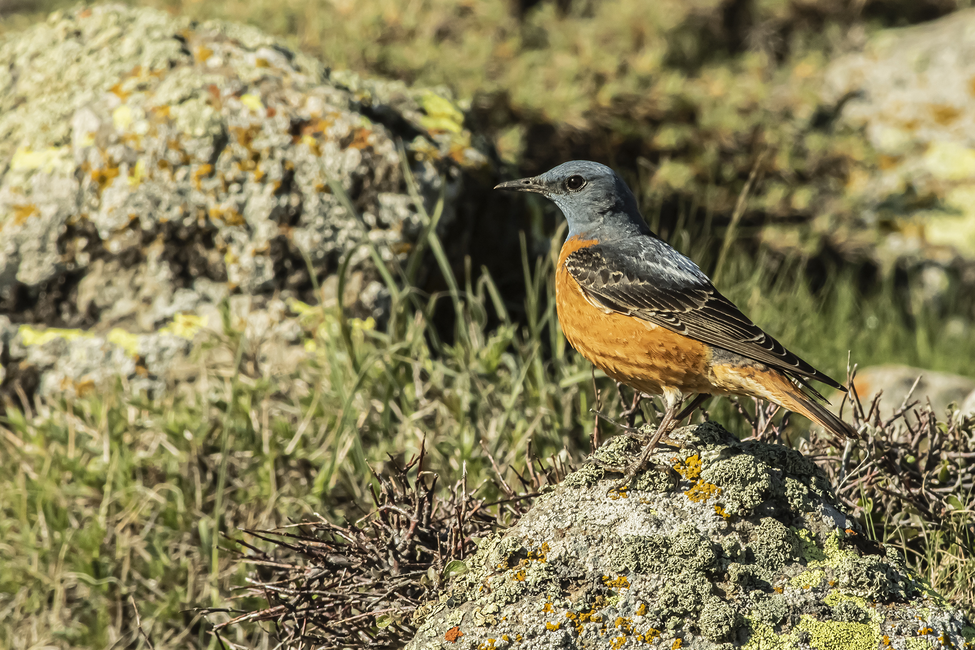 Rufous-tailed Rock-Thrush